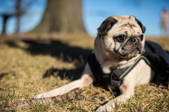 缩短巴哥犬生命的6种行为你占几个