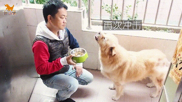 松狮串咬伤训犬师：曾经被男主人用棍戳过自此性情大变