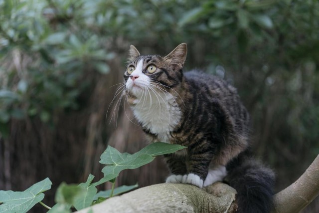 中国国际认证的品种猫狸花猫