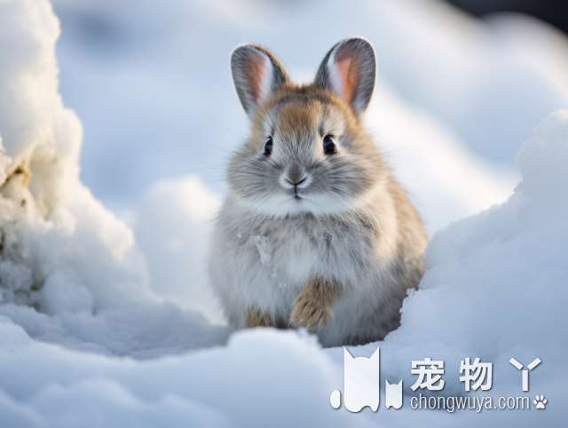 杜高犬和罗威纳犬那个厉害？